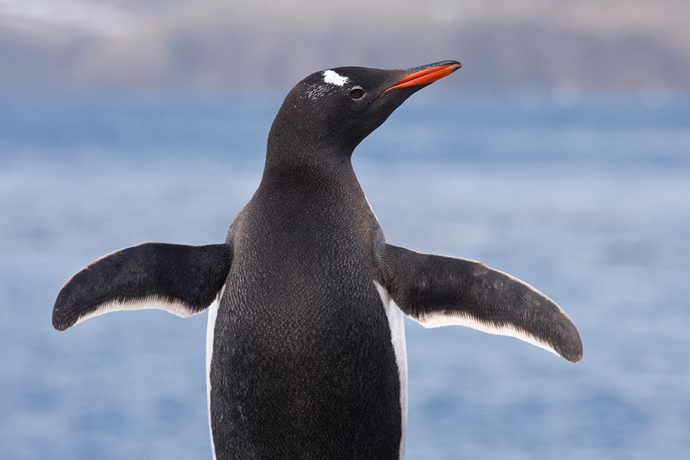 South Georgia, Fortuna Bay. Close-up of gentoo penguin.